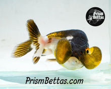Load image into Gallery viewer, Panda Bubble Eye Goldfish