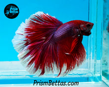 Load image into Gallery viewer, Purple Salamander Rosetail Halfmoon  Male