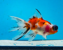 Load image into Gallery viewer, Calico Telescope (2.75-3.5 inches) 2/$35