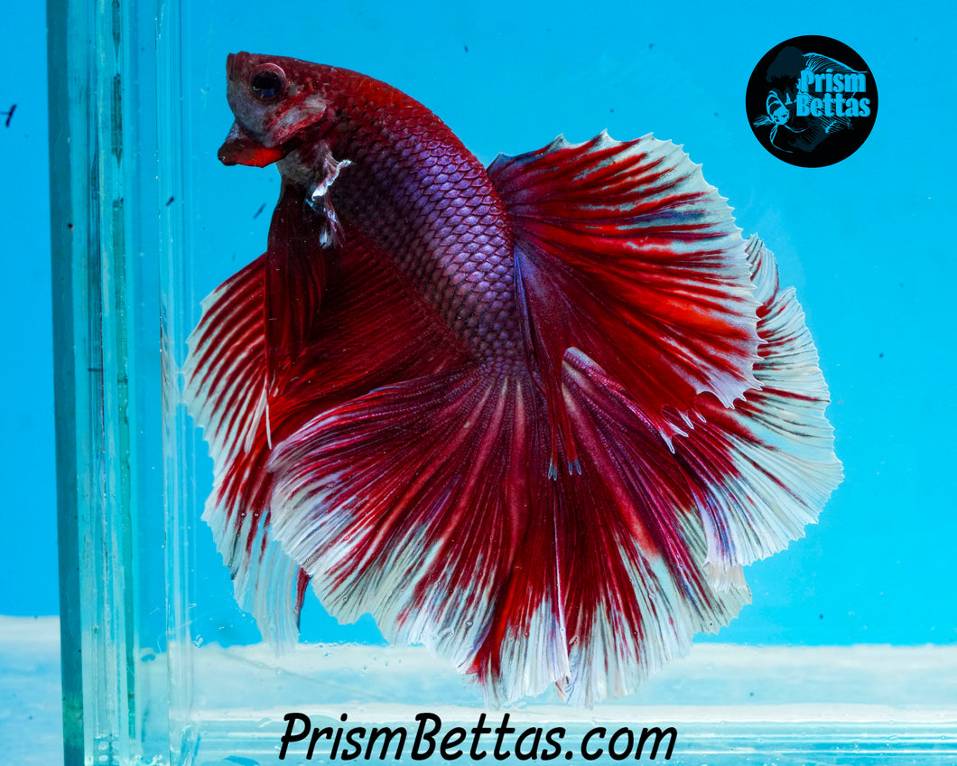 Purple Salamander Rosetail Halfmoon  Male