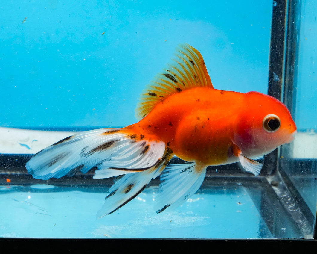 Tricolor Oranda (2.75-3.5 inches) 2/$35