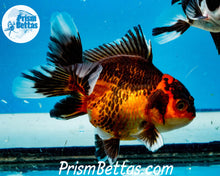 Load image into Gallery viewer, Apache Oranda Goldfish Premium Grade ~2-2.5 inches (body only)