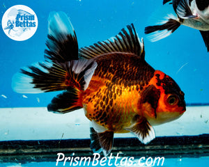 Apache Oranda Goldfish Premium Grade ~2-2.5 inches (body only)