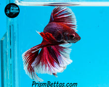 Load image into Gallery viewer, Purple Salamander Rosetail Halfmoon  Male