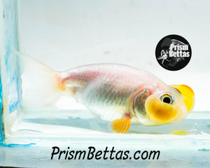 White Bubble Eye Goldfish