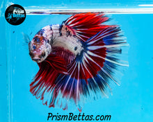 Load image into Gallery viewer, Marble Halfmoon Male