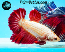 Load image into Gallery viewer, Red Dragon Halfmoon Female