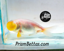 Load image into Gallery viewer, White Bubble Eye Goldfish