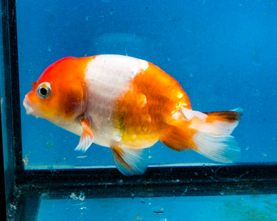 Orange and White Ranchu Goldfish (3.5-4.25 inches)