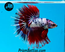 Load image into Gallery viewer, Marble Halfmoon Male