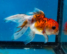 Load image into Gallery viewer, Calico Oranda Goldfish (3.5-4.25 inches)