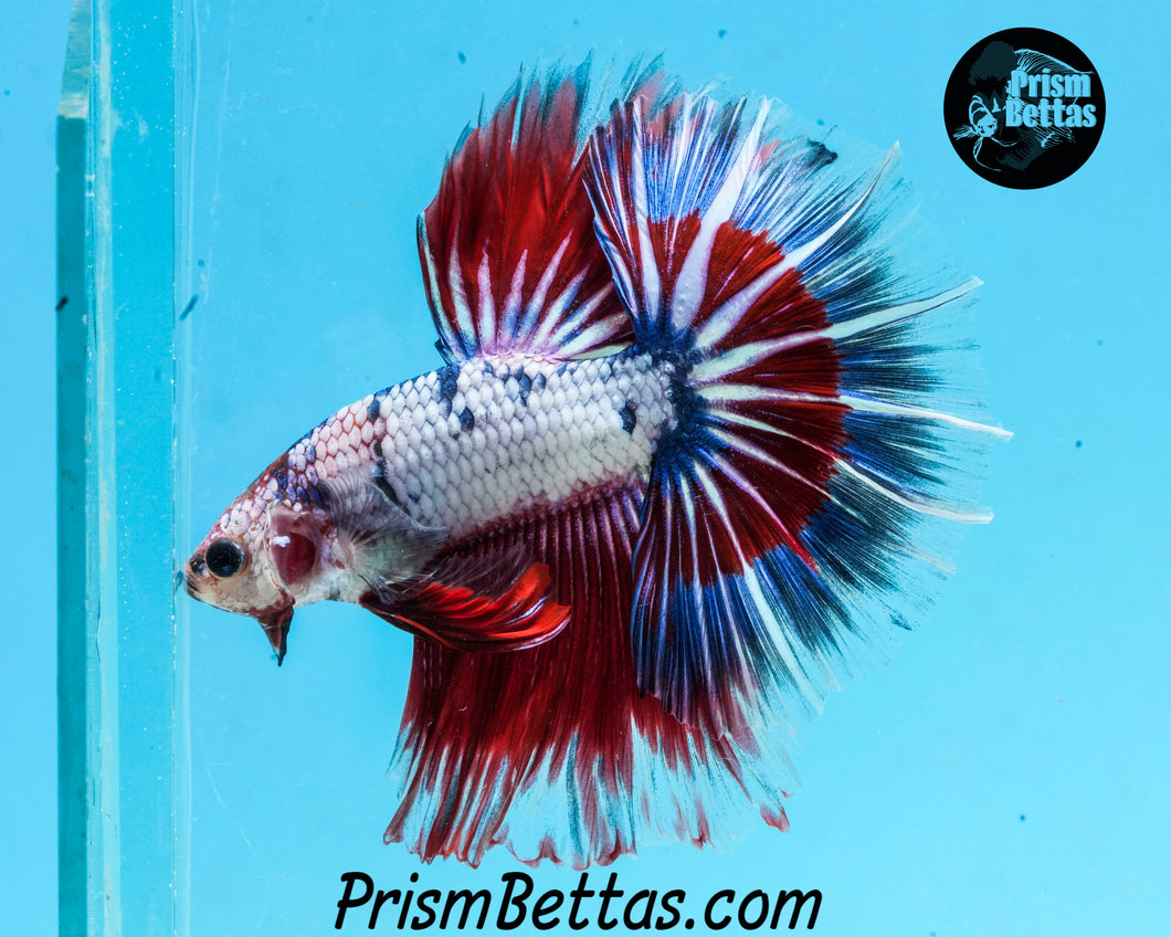 Marble Halfmoon Male