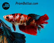 Load image into Gallery viewer, Red Koi Halfmoon Female