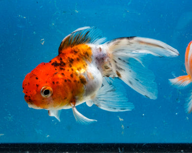 Calico Oranda Goldfish (3.5-4.25 inches)