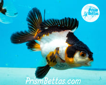 Load image into Gallery viewer, Tricolor Oranda Goldfish Premium Grade ~2-2.5 inches (body only)