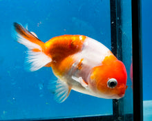Load image into Gallery viewer, Orange and White Ranchu Goldfish (3.5-4.25 inches)