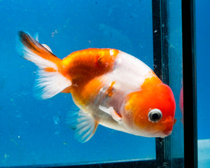 Orange and White Ranchu Goldfish (3.5-4.25 inches)