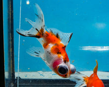 Load image into Gallery viewer, Calico Telescope (2.75-3.5 inches) 2/$35