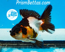 Load image into Gallery viewer, Tricolor Oranda Goldfish Premium Grade ~2-2.5 inches (body only)