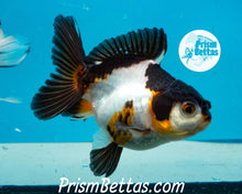 Load image into Gallery viewer, Tricolor Oranda Goldfish Premium Grade ~2-2.5 inches (body only)