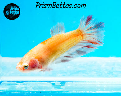 Dalmatian Halfmoon Female