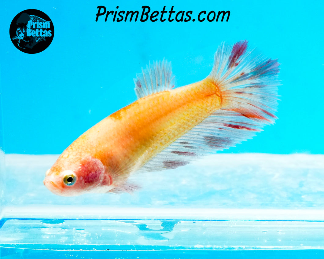 Dalmatian Halfmoon Female