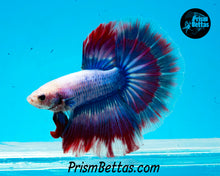 Load image into Gallery viewer, Grizzle Halfmoon Male