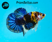Load image into Gallery viewer, Yellow Koi Marble Halfmoon Plakat Male