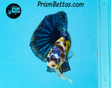 Load image into Gallery viewer, Yellow Koi Marble Halfmoon Plakat Male