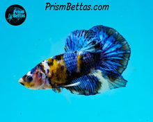 Load image into Gallery viewer, Yellow Koi Marble Halfmoon Plakat Male