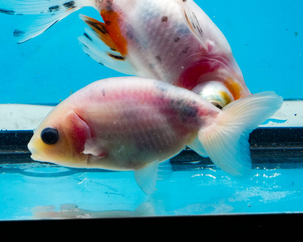 White Ranchu(2-2.75 inches) 2/$35