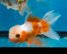 Load image into Gallery viewer, Orange and White Oranda  (3.5-4.25 inches)