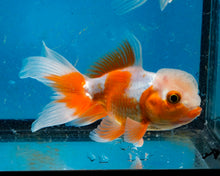 Load image into Gallery viewer, Orange and White Oranda  (3.5-4.25 inches)
