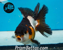 Load image into Gallery viewer, Tricolor Oranda Goldfish Premium Grade ~2-2.5 inches (body only)