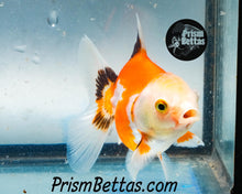Load image into Gallery viewer, Tricolor Oranda Goldfish