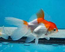 Load image into Gallery viewer, Orange and White Oranda (2.75-3.5 inches) 2/$35
