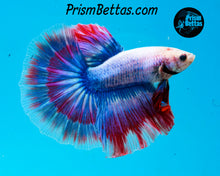 Load image into Gallery viewer, Grizzle Halfmoon Male