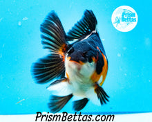 Load image into Gallery viewer, Tricolor Oranda Goldfish Premium Grade ~2-2.5 inches (body only)