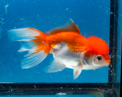 Orange and White Oranda  (3.5-4.25 inches)