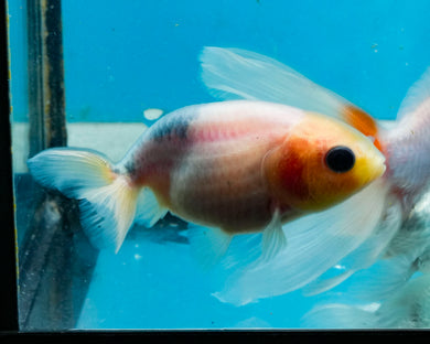 White Ranchu (2-2.75 inches) 2/$35