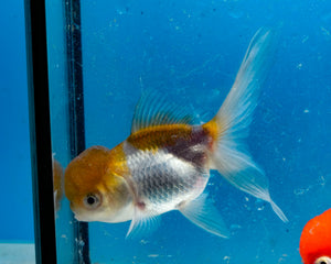 Bronze Panda Oranda  (3.5-4.25 inches)