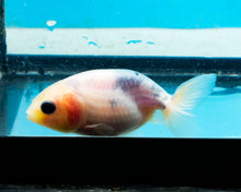 Load image into Gallery viewer, White Ranchu (2-2.75 inches) 2/$35