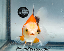 Load image into Gallery viewer, Tricolor Oranda Goldfish