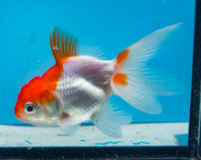Load image into Gallery viewer, Orange and White Oranda (2.75-3.5 inches) 2/$35