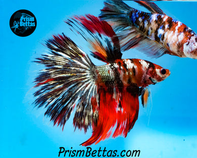 Copper Koi Halfmoon Male