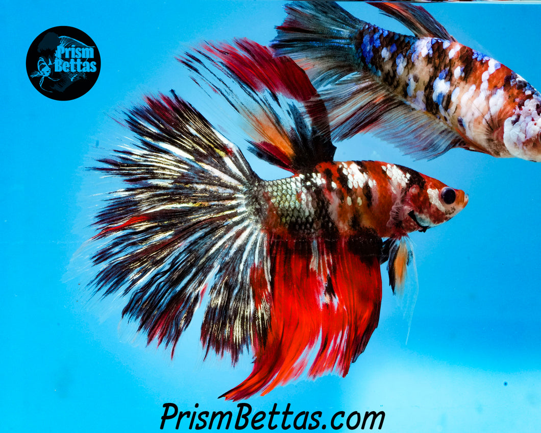 Copper Koi Halfmoon Male