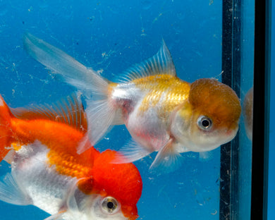 Bronze Panda Oranda  (3.5-4.25 inches)