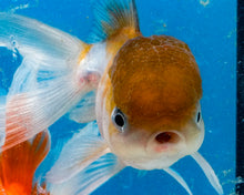 Load image into Gallery viewer, Bronze Panda Oranda  (3.5-4.25 inches)