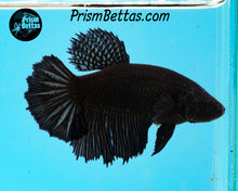 Load image into Gallery viewer, Black Halfmoon Female