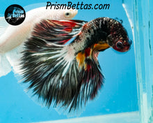 Load image into Gallery viewer, Copper Marble Halfmoon Male